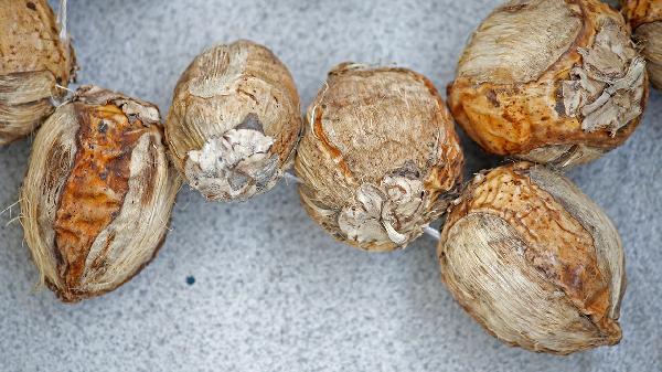 槟榔的功效与作用是什么