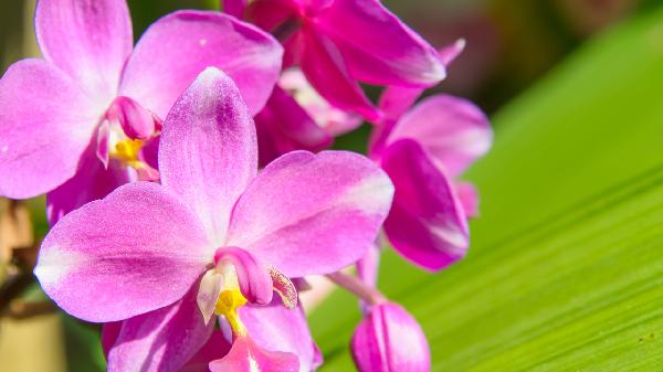 白芨的药用功效是什么