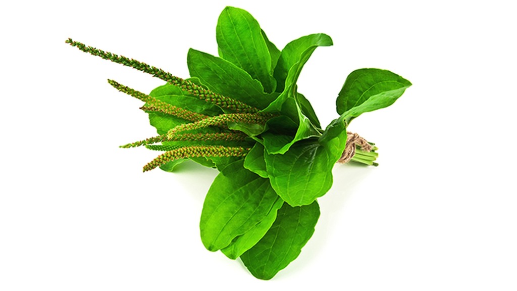 车前草是个宝,研究发现:夏.季车前草煮水喝,身体或会有4大改善