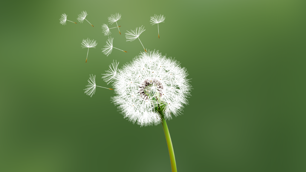 肝火就用蒲公英，肠火就用马齿苋，心火就用竹叶