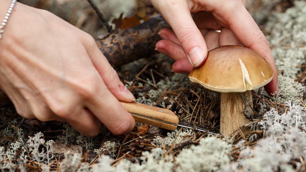 打死都不能多吃的4种菌,1种伤肝,1种损神经,还有2种易中毒!