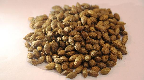 苍耳子的功效和作用