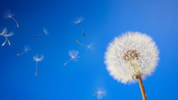 蒲公英消除结节、杀死癌细胞？科学实验数据给出明确答案