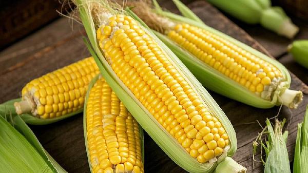 玉米到底能不能吃？医生对比3种食物，结果出乎意料