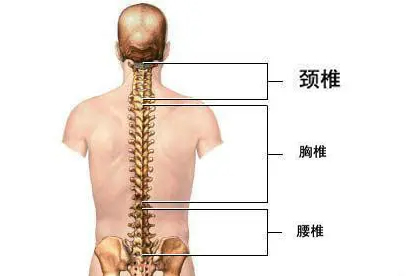 练瑜伽如何保护腰椎颈椎