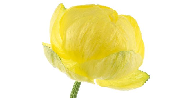 金莲花胶囊和金莲花分散片效果一样吗