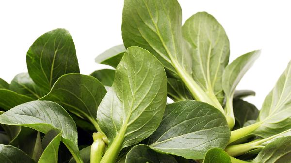 氨咖黄敏胶囊能和穿心莲一起吃么