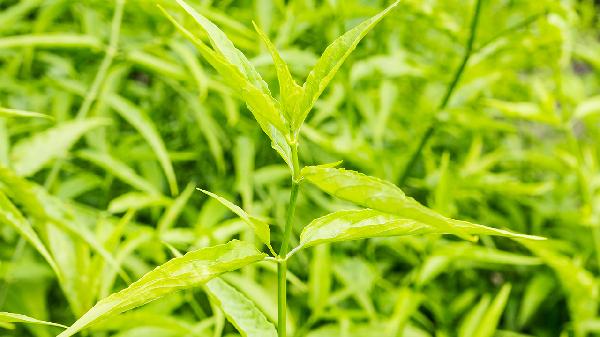 复方穿心莲片治疗热淋涩痛好不好？