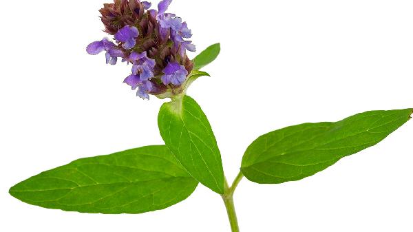 夏枯草胶囊会耐药吗？