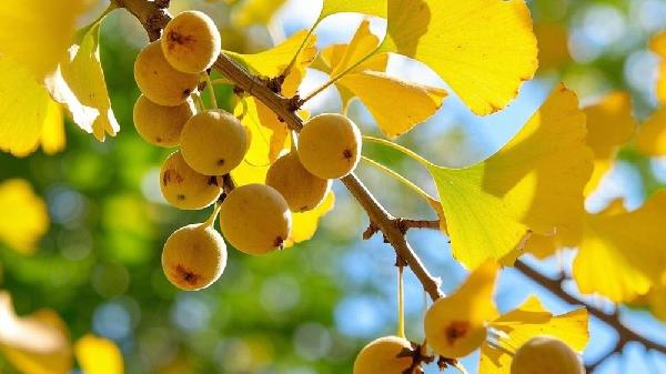 银杏叶片有什么作用呢？