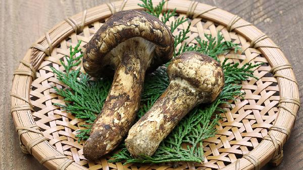 多廿烷醇片功效：新型调脂植物药