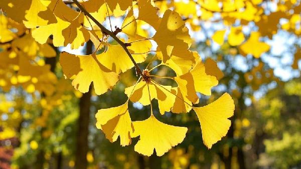 怎样辨别银杏叶片的真伪呢？