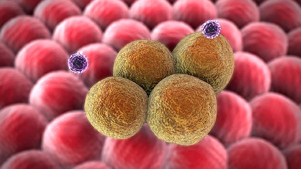 恩替卡韦分散片的抗病毒活性如何？