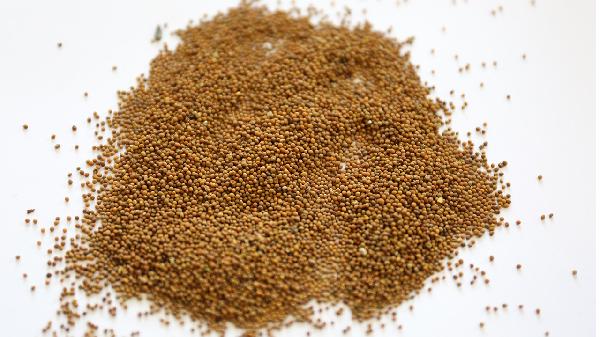 恩替卡韦分散片能与中药同服吗？