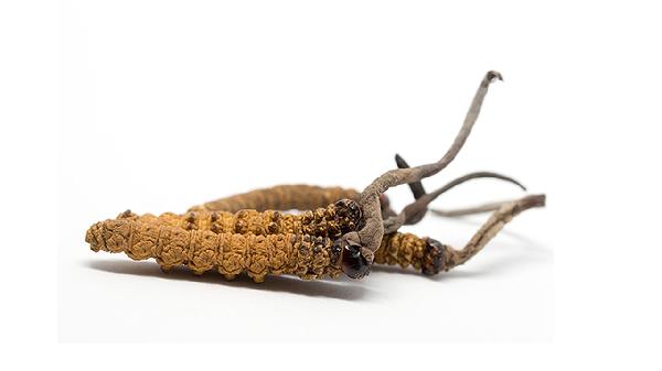 至灵胶囊能不能代替冬虫夏草