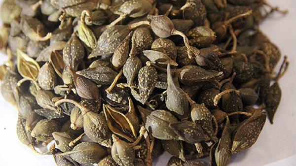 连翘败毒片的药理作用是什么?