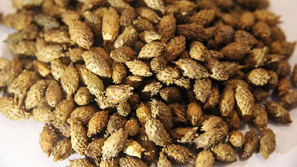 苍耳子鼻炎胶囊的主要功效是什么呢？