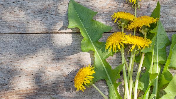 细数清热解毒口服液的常见作用