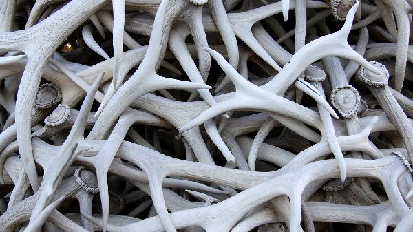 右归丸中的鹿角胶有什么作用呢?