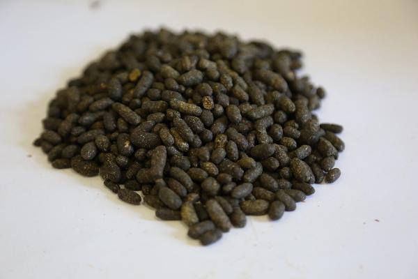 脑力宝丸的药物性状是什么