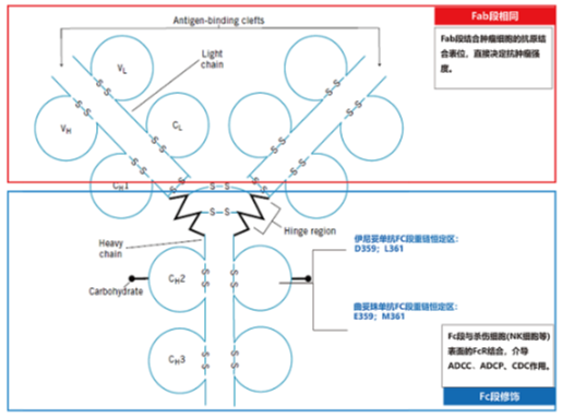 伊尼妥单抗（赛普汀®）-中国创新，抗HER2治疗的新选择