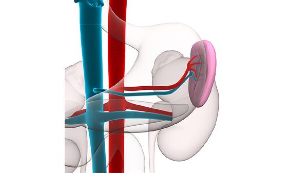 脾大患者要避免吃坚硬食物防止出血吗？