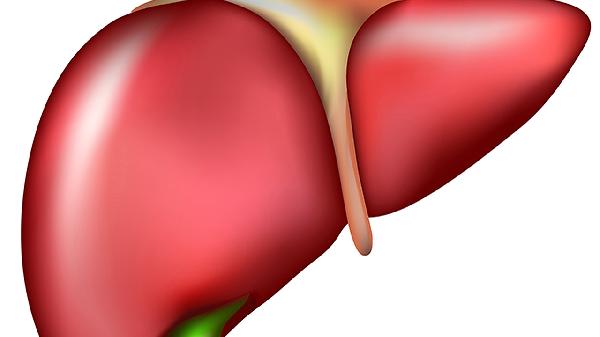 中度脂肪肝转氨酶高要吃药吗？