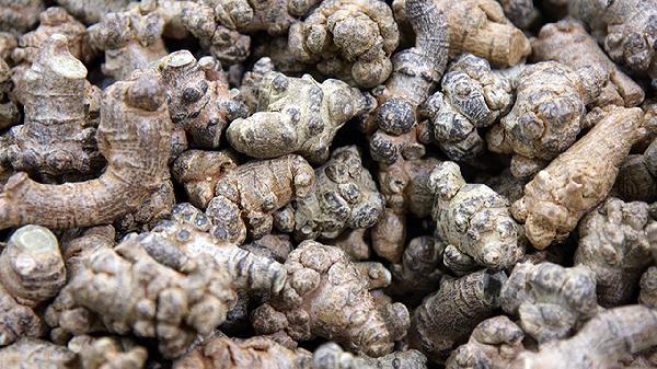 复方田七胃痛片适应人群有哪些