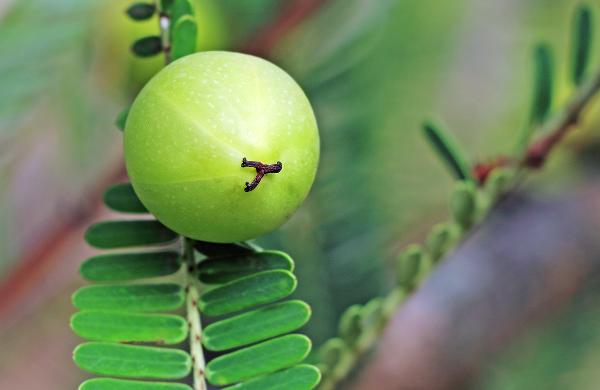 余甘子的作用是什么