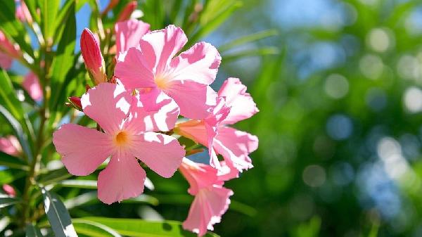 夹竹桃作用和适用人群