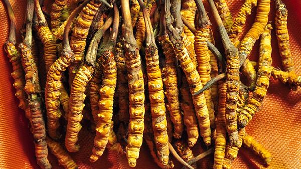 冬虫夏草适用人群有哪些