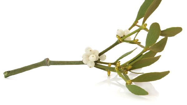 桑寄生作用与功效