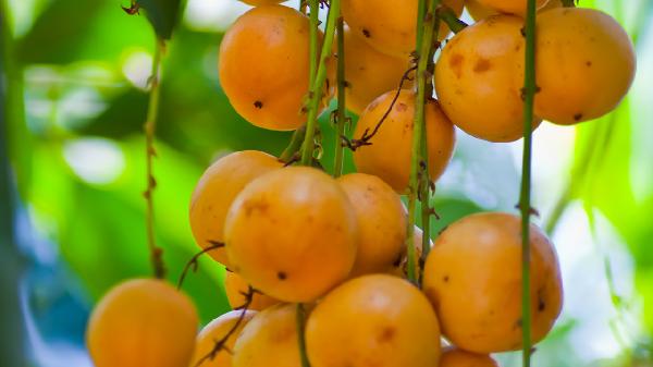 黄皮适应人群有哪些