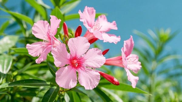 夹竹桃适用于什么疾病