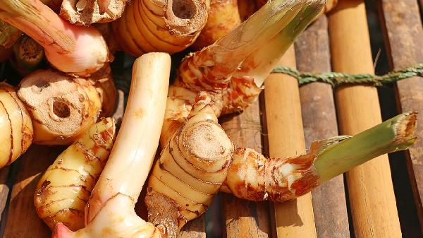 山姜有什么注意事项