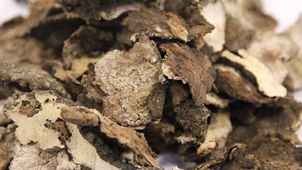 猪苓适应人群有哪些