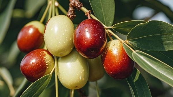 沙枣的功效与作用