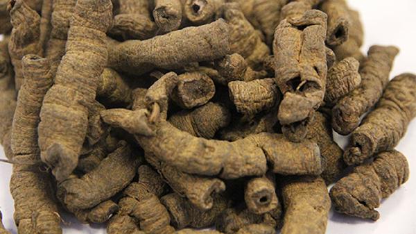 巴戟天的禁忌是什么