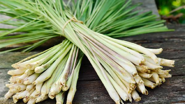 香茅使用时需要注意什么