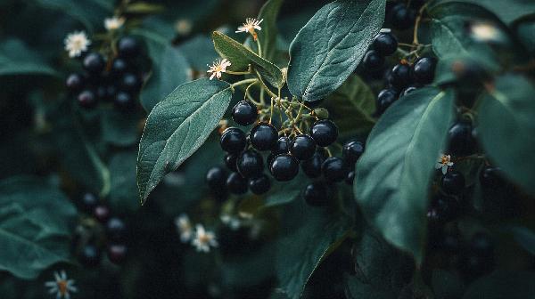 龙葵的作用是什么