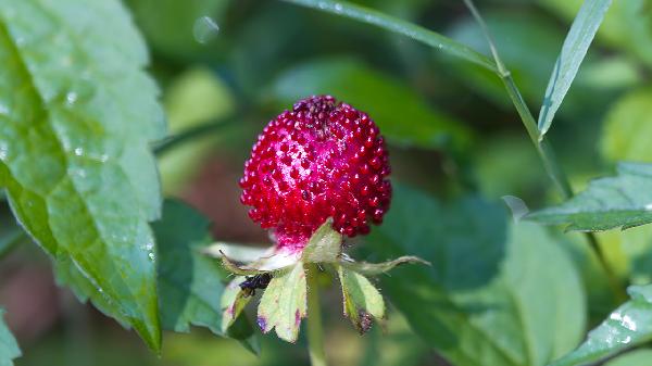 蛇莓的作用是什么