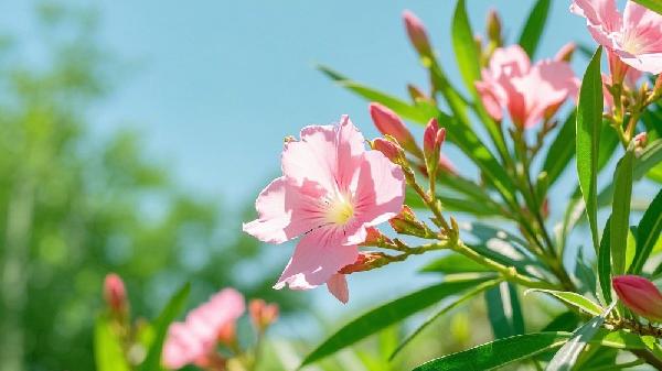 夹竹桃的功效与作用