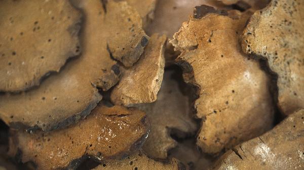 土茯苓作用和适用人群