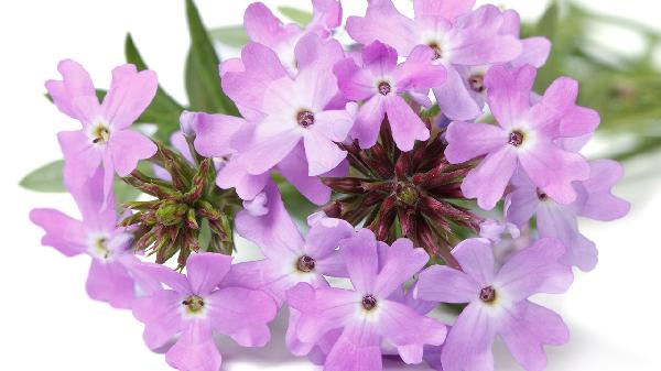 马鞭草主治哪种疾病