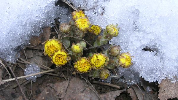 菊花使用时需要注意什么