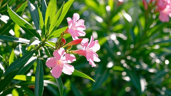 夹竹桃对男性有什么好处吗