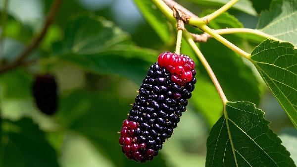 黑桑葚干避坑指南:认准这种颗粒才营养