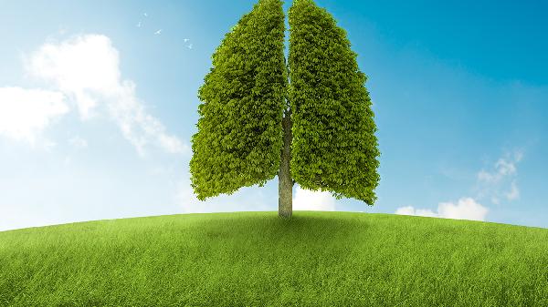 排钱树适应人群有哪些