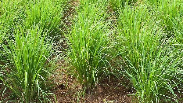 香茅有什么注意事项