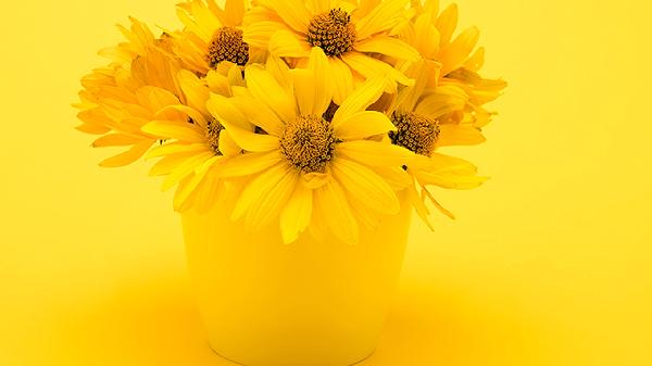 野菊花的作用是什么